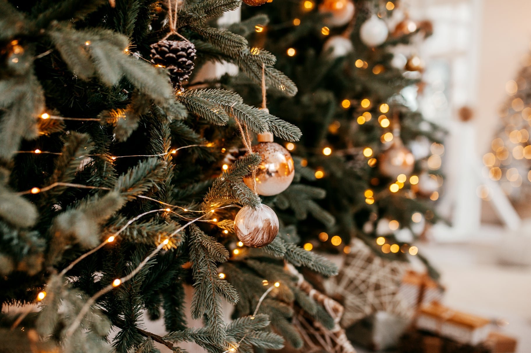 Omislite si pravo naravno košato božično drevo